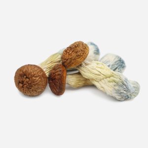 Penis Envy  Mushrooms
