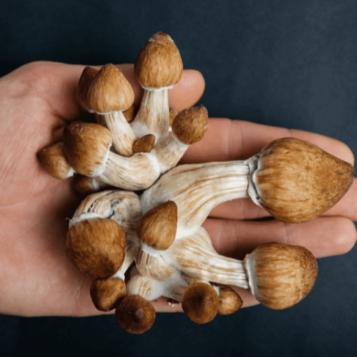 buy shrooms online